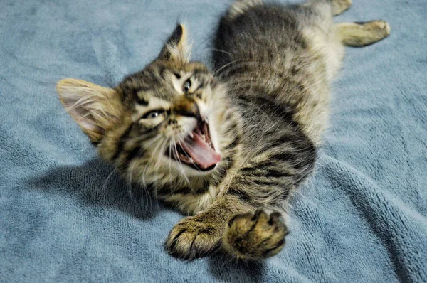 Schattig Maine Coon Kitten Een Blauwe Achtergrond Geeltjes — Stockfoto