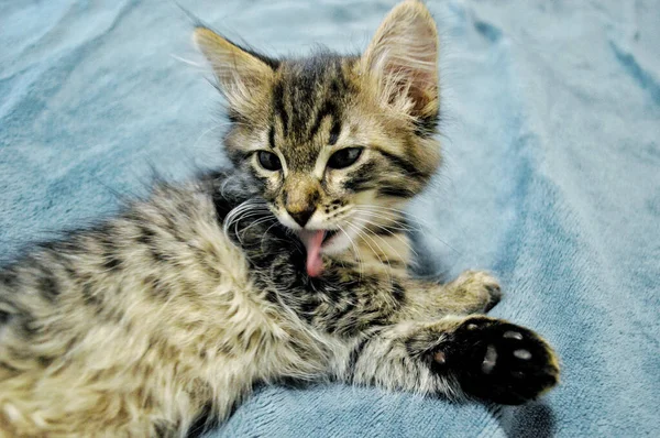 Schattig Maine Coon Kitten Een Blauwe Achtergrond Likken — Stockfoto