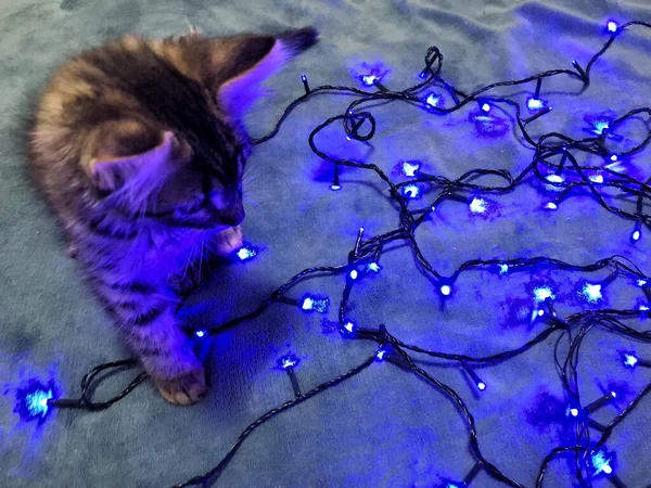 Lindo Maine Coon Gatito Sobre Fondo Azul Con Una Guirnalda —  Fotos de Stock