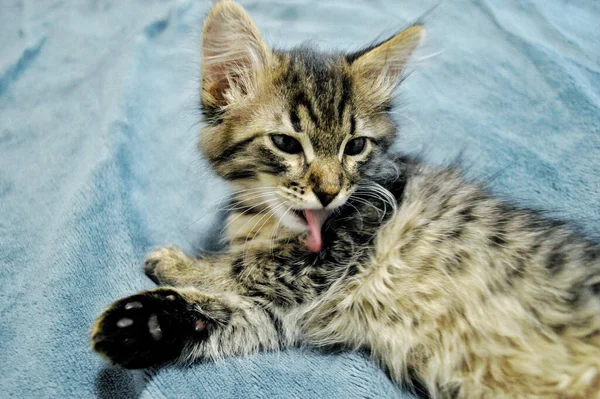 Schattig Maine Coon Kitten Een Blauwe Achtergrond Likken — Stockfoto