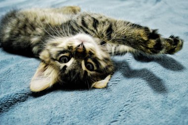 Mavi arka planda sevimli Maine Rakunu kedi yavrusu.