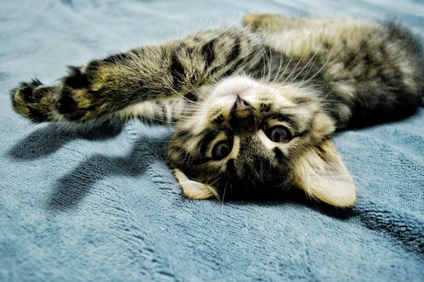 Lindo Maine Coon Gatito Sobre Fondo Azul —  Fotos de Stock