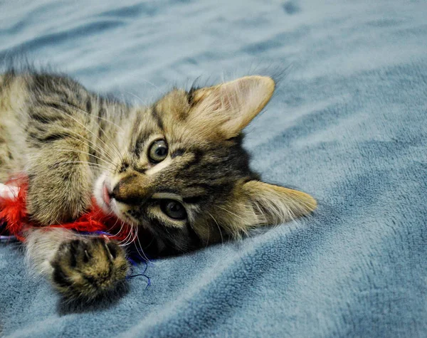 Schattig Maine Coon Kitten Een Blauwe Achtergrond Spelen Met Een — Stockfoto