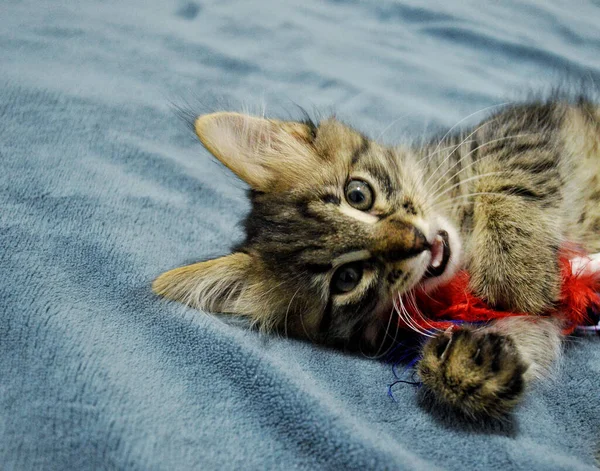 Lindo Maine Coon Gatito Fondo Azul Jugando Con Juguete Esponjoso — Foto de Stock