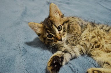 Mavi arka planda sevimli Maine Rakunu kedi yavrusu.