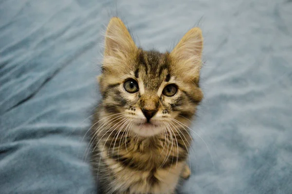 Schattig Maine Coon Kitten Een Blauwe Achtergrond — Stockfoto