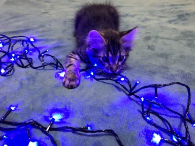 Mavi arka planda mavi bir Noel çelengi takmış şirin bir rakun yavrusu..