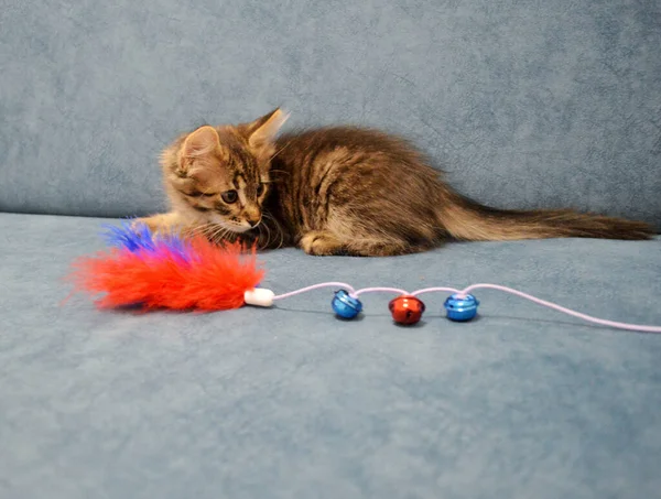 Cute Maine Coon Kitten Blue Background Playing Fluffy Toy — Stock Photo, Image