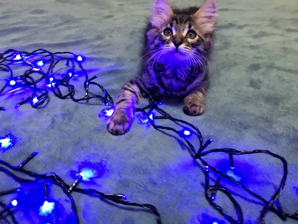 Schattige maine coon kitten op een blauwe achtergrond met een blauwe kerstslinger — Stockfoto