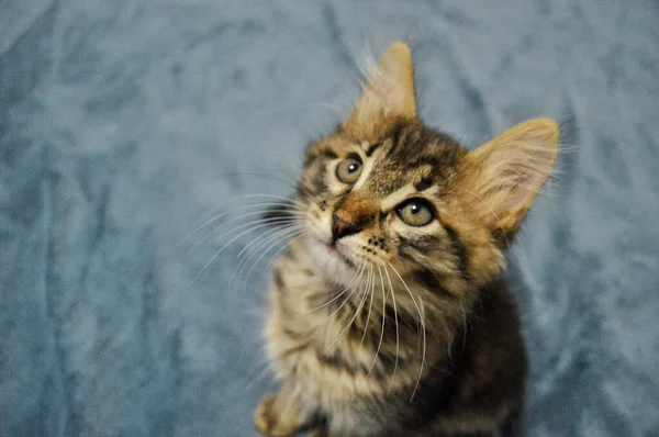 Mavi arka planda sevimli Maine Rakunu kedi yavrusu — Stok fotoğraf