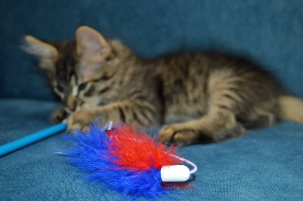 Lindo maine coon gatito en un fondo azul jugando con un juguete esponjoso —  Fotos de Stock