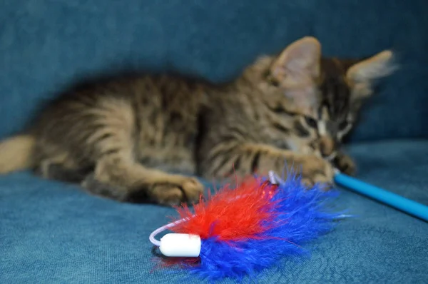 Schattig maine coon kitten op een blauwe achtergrond spelen met een pluizig speelgoed — Stockfoto