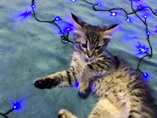 Bonito maine coon gatinho em um fundo azul com uma guirlanda de Natal azul — Fotografia de Stock