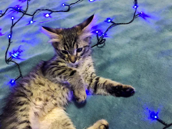 Bonito maine coon gatinho em um fundo azul com uma guirlanda de Natal azul — Fotografia de Stock