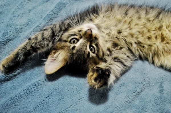 Cute Maine Coon kitten on a blue background — Stock Photo, Image