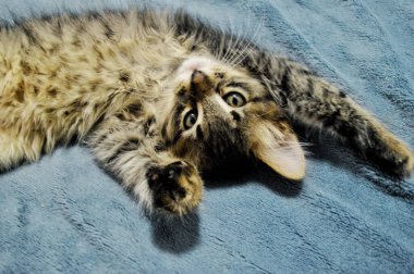 Mavi arka planda sevimli Maine Rakunu kedi yavrusu