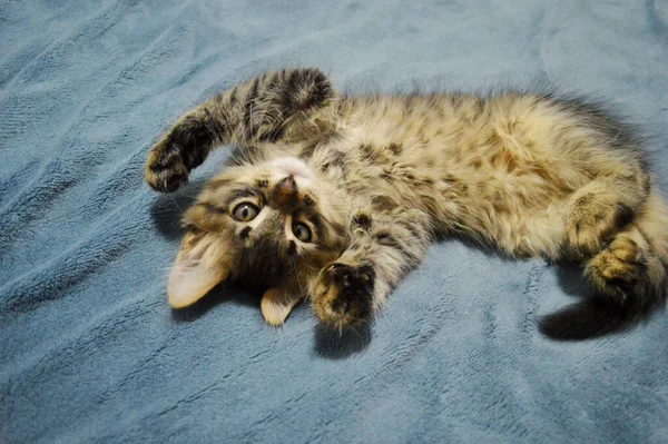 Carino Maine Coon gattino su uno sfondo blu — Foto Stock