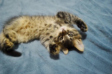 Mavi arka planda sevimli Maine Rakunu kedi yavrusu.