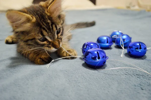 Schattig Maine Coon Kitten Spelen Met Kerstboom Decoraties Een Blauwe — Stockfoto