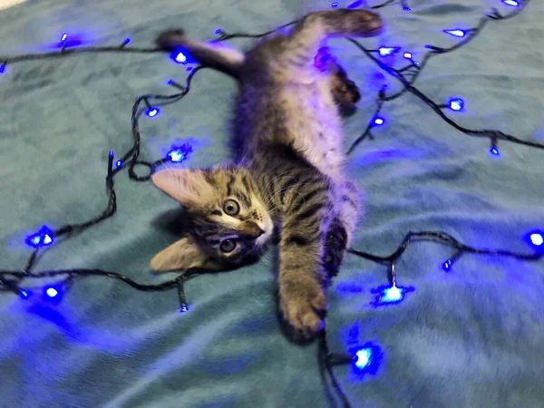 Bonito Maine Coon Gatinho Fundo Azul Com Uma Guirlanda Natal — Fotografia de Stock