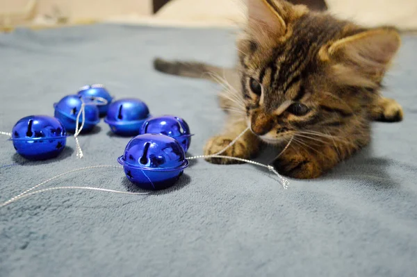 Schattig Maine Coon Kitten Spelen Met Kerstboom Decoraties Een Blauwe — Stockfoto