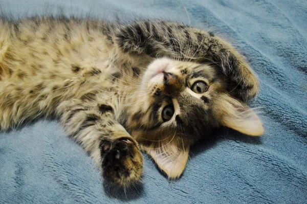 Mavi arka planda sevimli Maine Rakunu kedi yavrusu.