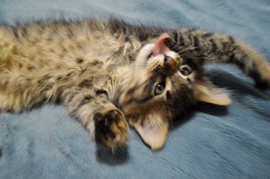 Mavi arka planı yalayan sevimli Maine Rakunu kedi yavrusu..