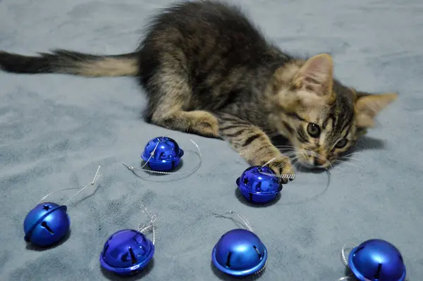 Schattig Maine Coon Kitten Spelen Met Kerstboom Decoraties Een Blauwe — Stockfoto