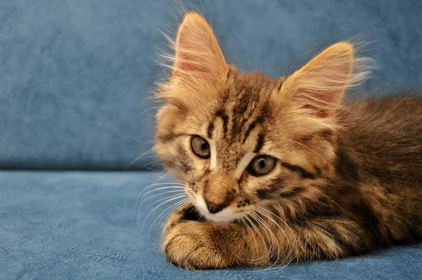 Schattig Maine Coon Kitten Een Blauwe Achtergrond — Stockfoto
