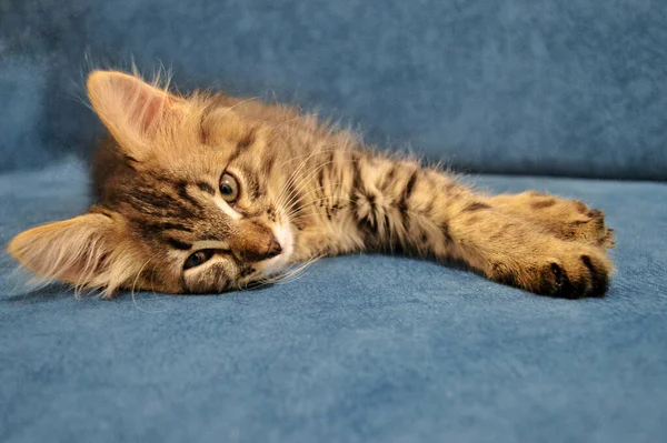 Schattig Maine Coon Kitten Een Blauwe Achtergrond — Stockfoto