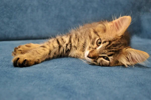 Schattig Maine Coon Kitten Een Blauwe Achtergrond — Stockfoto