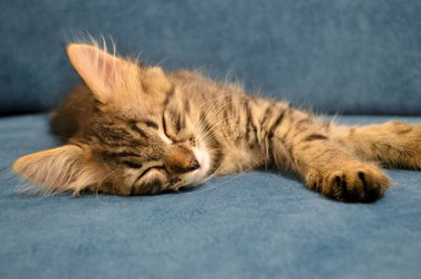 Tatlı kedi Maine Rakunu mavi bir arka planda uyuyor..