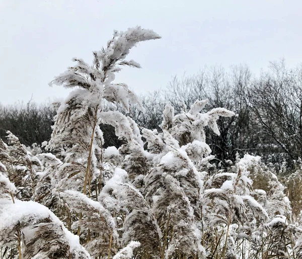 Sněhem Pokryté Suché Nadýchané Kalhotky Zimní Krajina — Stock fotografie