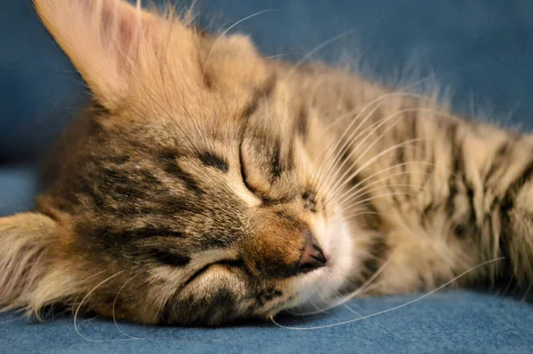 Schattig Katje Maine Coon Slapen Een Blauwe Achtergrond — Stockfoto