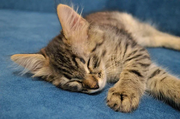 Tatlı Kedi Maine Rakunu Mavi Bir Arka Planda Uyuyor — Stok fotoğraf