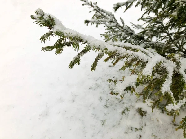 Zasněžená Větev Vánočního Stromku Pozadí Bílého Sněhu — Stock fotografie