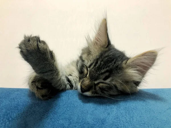 Bonito Maine Coon Gatinho Dormindo Fundo Branco Azul — Fotografia de Stock