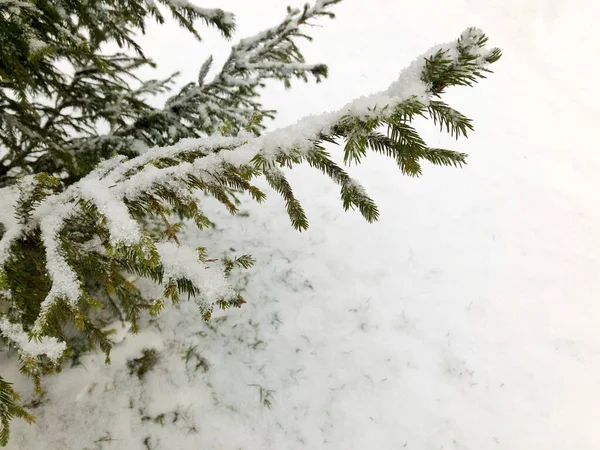 Zasněžená Větev Vánočního Stromku Pozadí Bílého Sněhu — Stock fotografie
