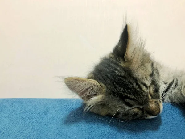 Bonito Maine Coon Gatinho Dormindo Fundo Branco Azul — Fotografia de Stock