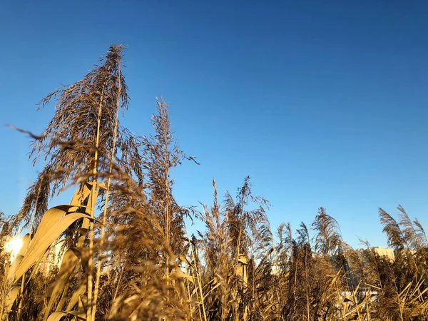 Пушистые Сосиски Ветви Сухой Камыша Против Голубого Неба Освещенные Стороны — стоковое фото