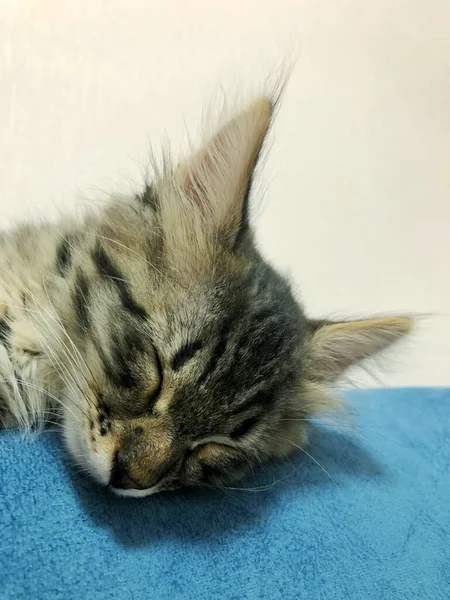 Schattig Maine Coon Kitten Slapen Een Wit Blauwe Achtergrond — Stockfoto