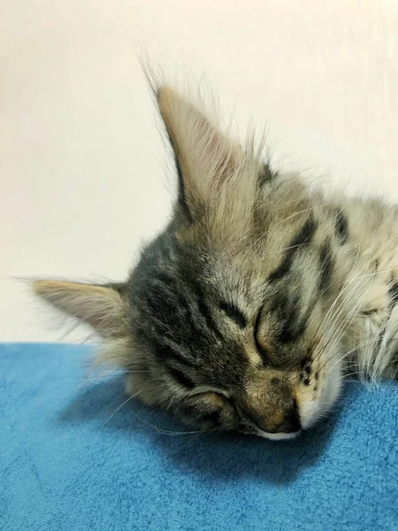 Schattig Maine Coon Kitten Slapen Een Wit Blauwe Achtergrond — Stockfoto