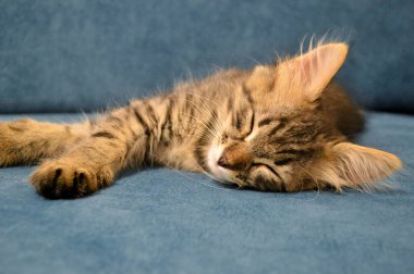 Tatlı kedi Maine Rakunu mavi bir arka planda uyuyor..