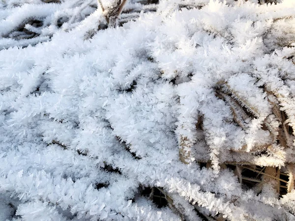 Żółta Trawa Pokryta Białym Śniegiem Snowy Pomarańczowy Tekstury Trawy — Zdjęcie stockowe