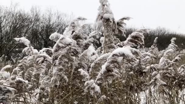 Panicules Moelleuses Sèches Couvertes Neige Paysage Hivernal — Video