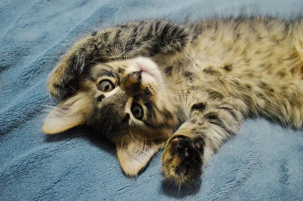 Bonito Maine Coon Gatinho Fundo Azul — Fotografia de Stock