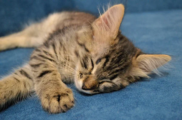 Lindo Gatito Maine Coon Durmiendo Sobre Fondo Azul — Foto de Stock