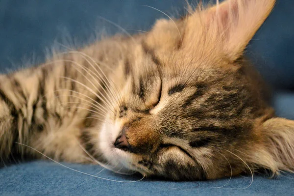 Tatlı kedi Maine Rakunu mavi bir arka planda uyuyor..