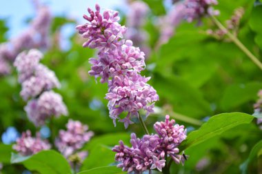 Renkli arkaplandaki leylağı kapat