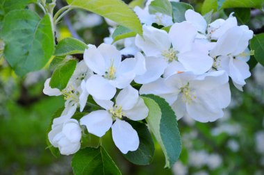 Parkta bir bahar günü kiraz çiçeklerinin beyaz çiçekleri.